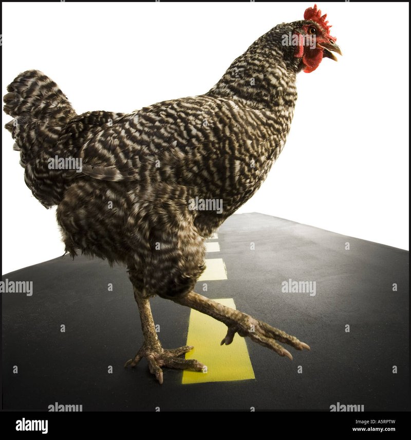 Descubre el Misterio de la Carretera de Pollo en España: Juega Ahora en Línea - overview